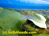 /home//u458753944/public_html/sourcegallery//Frogs/More bullfrogs/P8180203.JPG